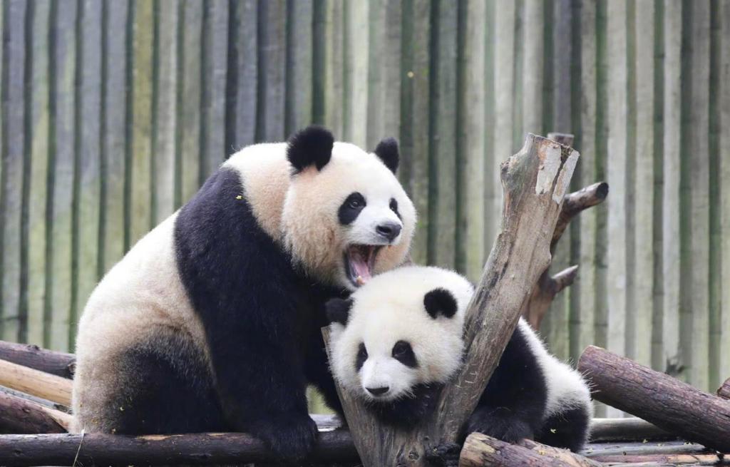 大熊猫圆润与和花