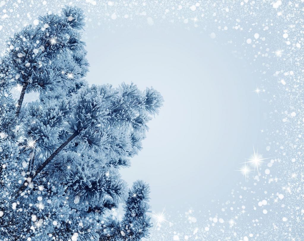 在雪高清壁纸覆盖树的长角度摄影