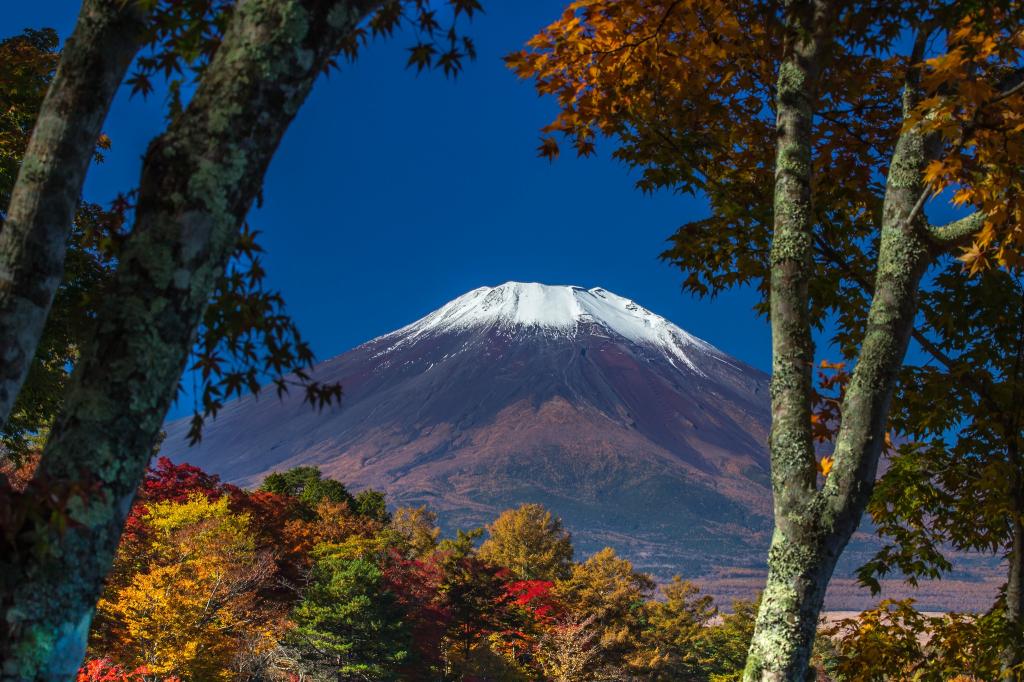富士山,雪,天空,树木,秋天,日本,树叶