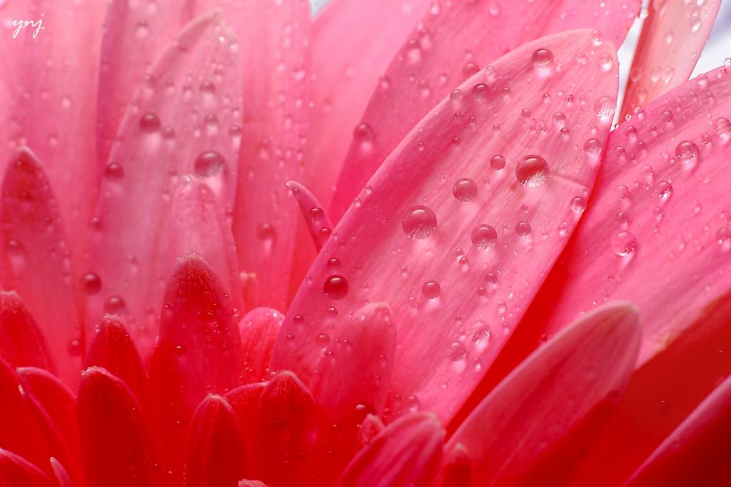粉红色非洲菊雏菊用水下降高清壁纸