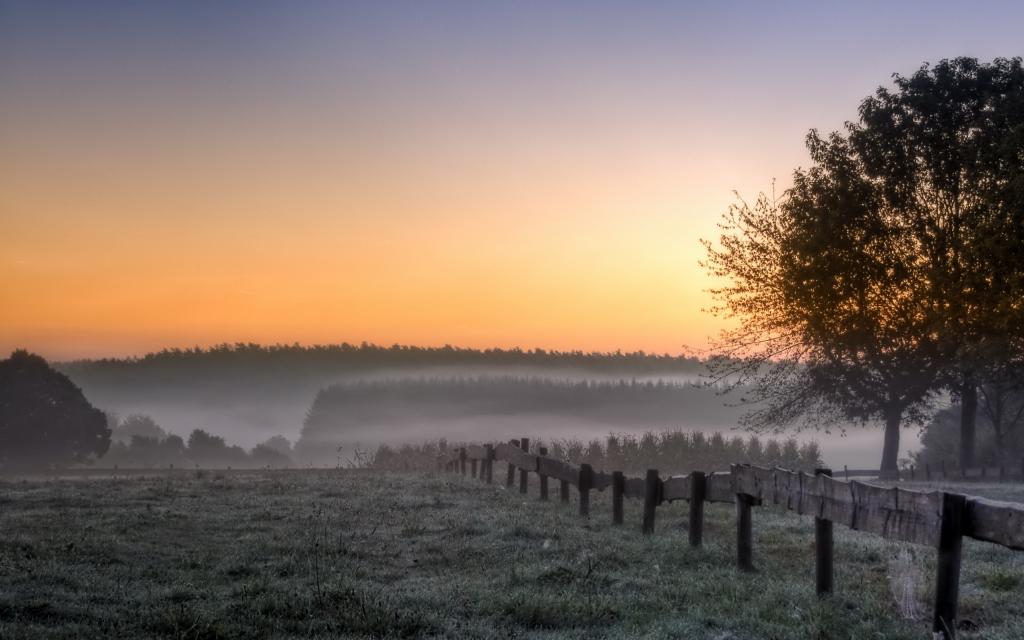 雾,早上,树木,领域,景观