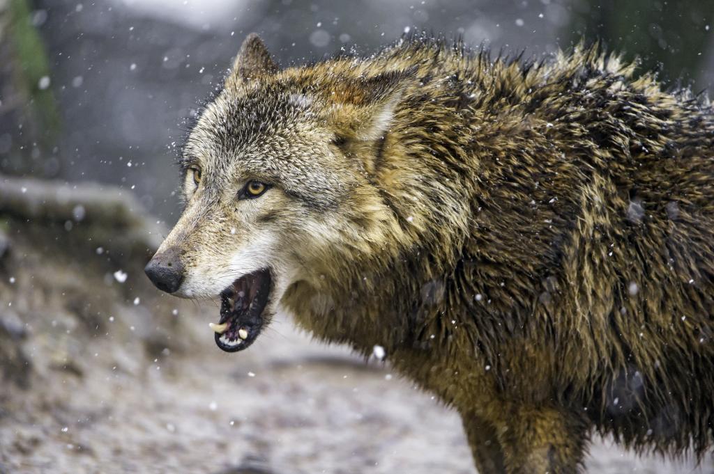 棕色的狼在雪地选择性焦点摄影覆盖土地高清壁纸