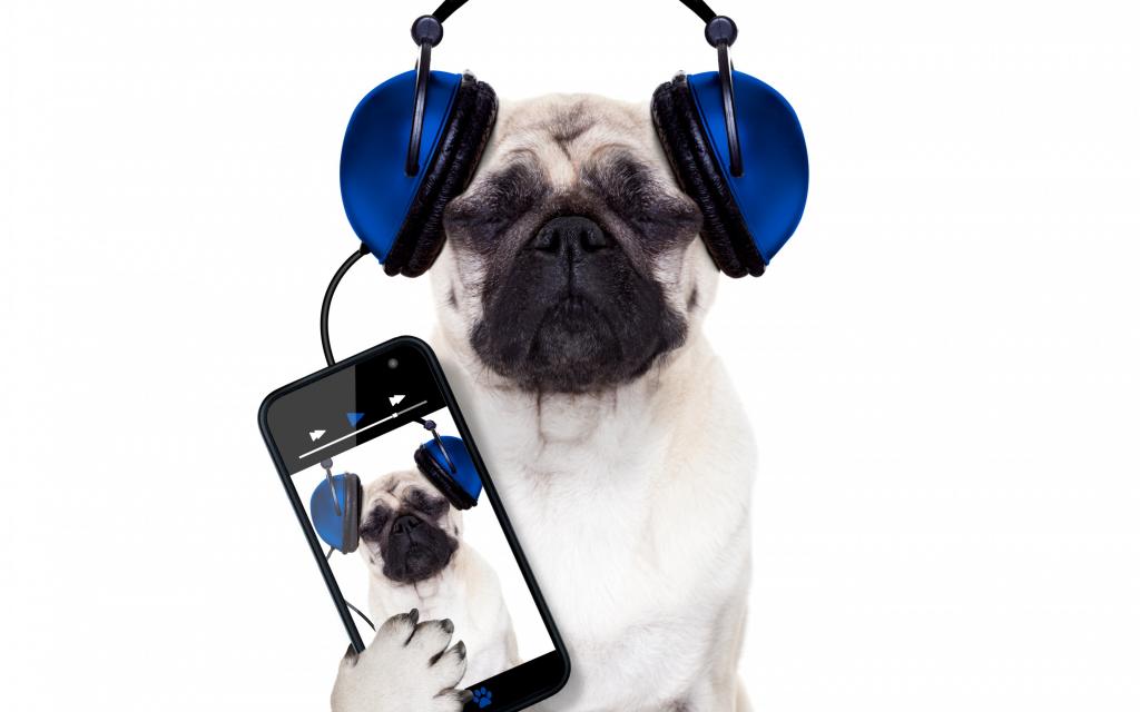 狗,白色背景,帕格,智能手机,手机,耳机,幽默