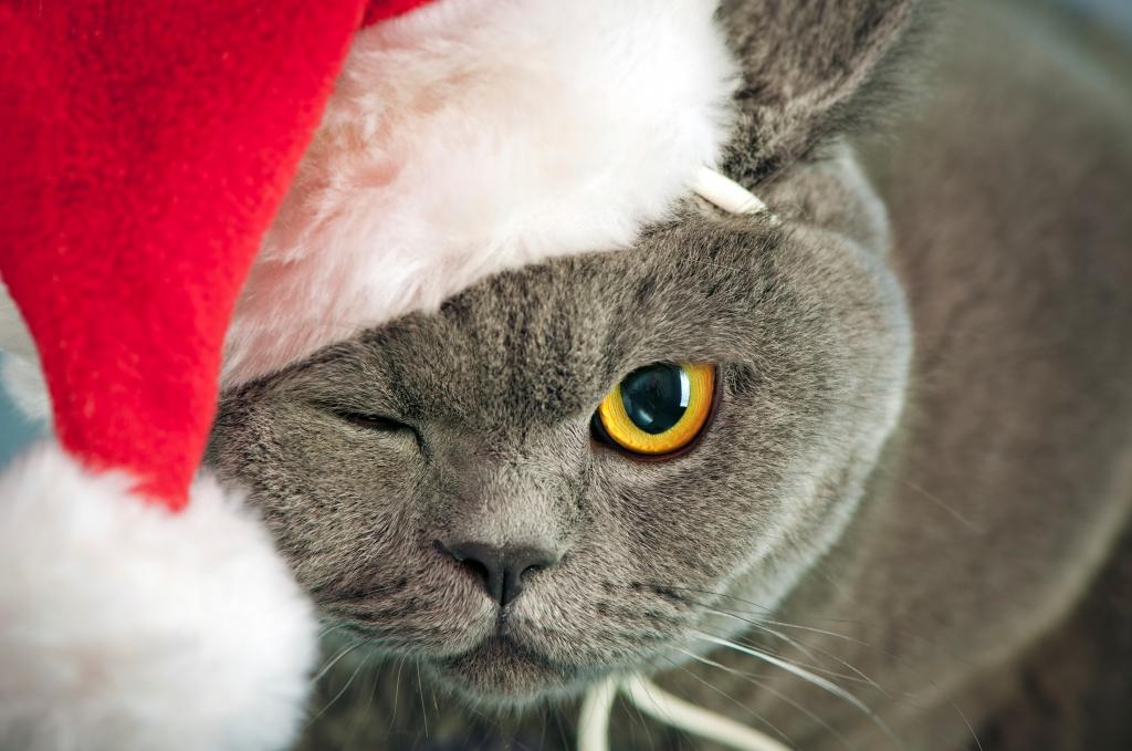 猫,圣诞节,新年,灰色,眼睛,红色,脸,帽子,英国,斜眼,黄色,猫