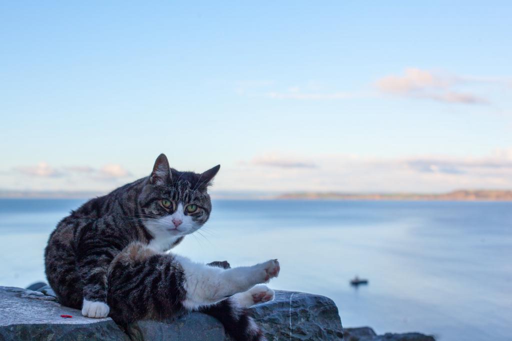 短毛棕色,黑色和白色的猫,坐在灰色的石头与白天特写照片,clovelly高清壁纸海景