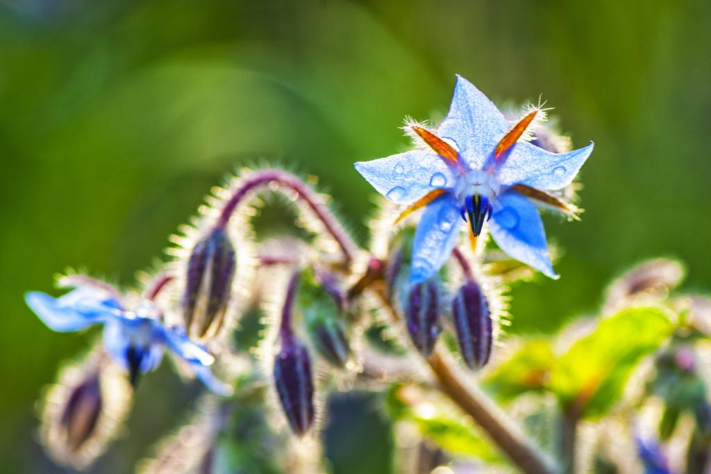焦点摄影的蓝色花朵高清壁纸