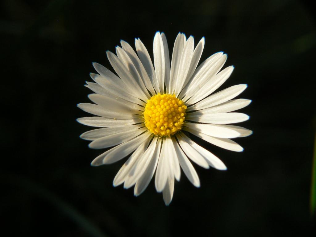白色雏菊摄影,微小的高清壁纸