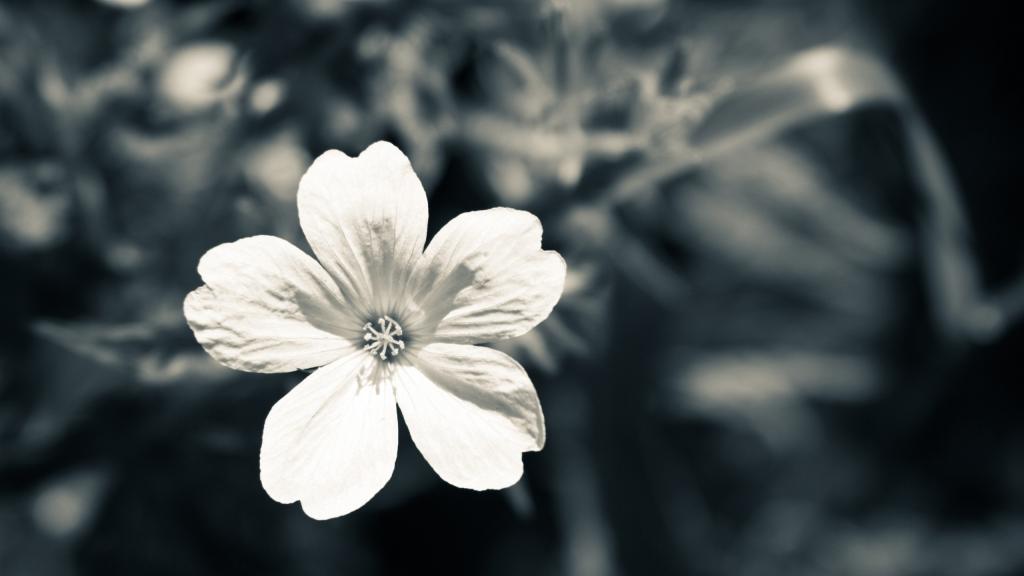 黑暗中绽放的白花