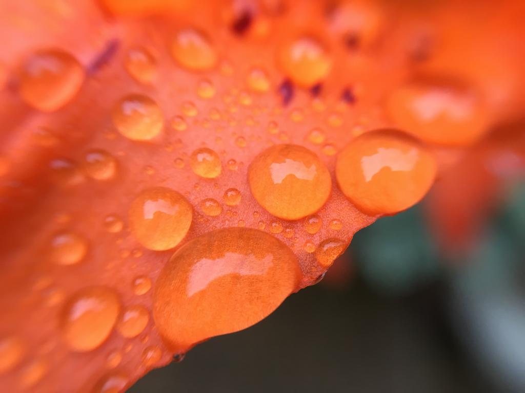雨滴在叶子的高清壁纸的照片