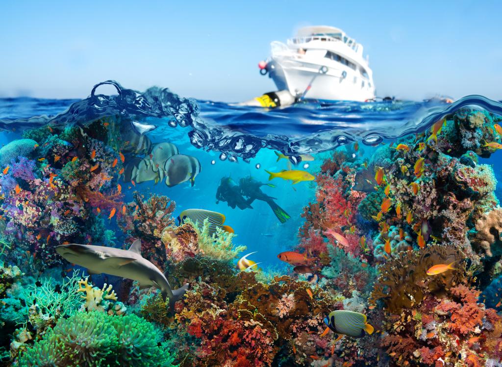 珊瑚,游艇,海底世界,动物,鱼,潜水