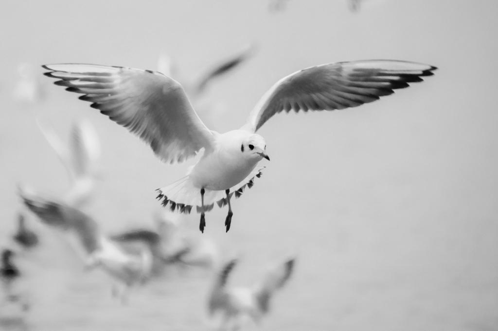 白鸟在空中飞行的灰度摄影高清壁纸