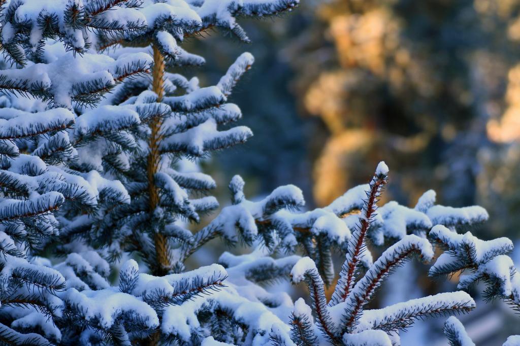 树,雪,冬天,针,分支机构,森林