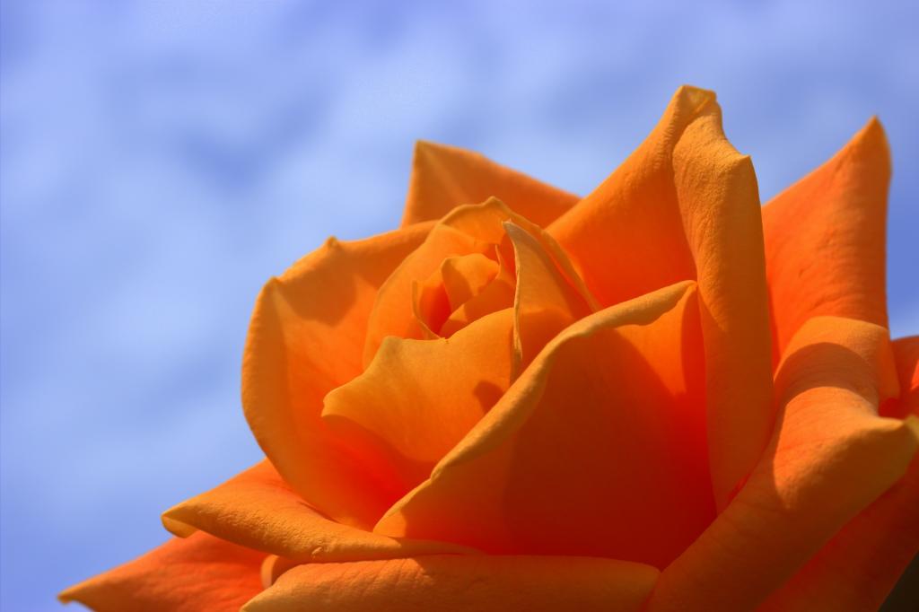 橙色玫瑰花卉高清壁纸的特写照片
