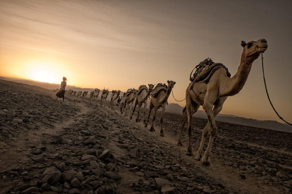 骆驼在土路上行走的照片高清壁纸