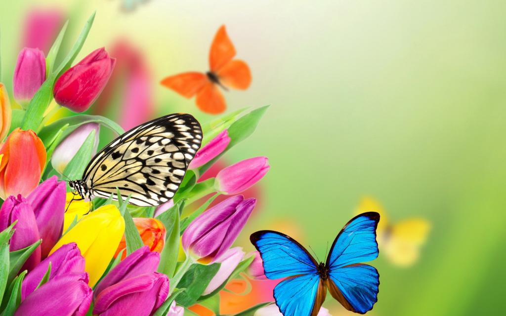 鲜花,春天,黄色,蝴蝶,紫色,郁金香,郁金香,蝴蝶,多彩,新鲜,美丽,春天