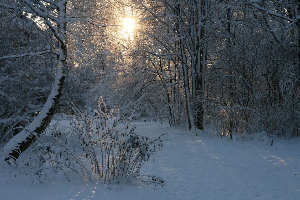太阳,雪,森林,冬天