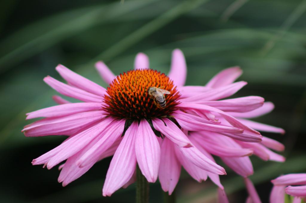 在蜜蜂上的浅焦点栖息在粉红色的花朵高清壁纸