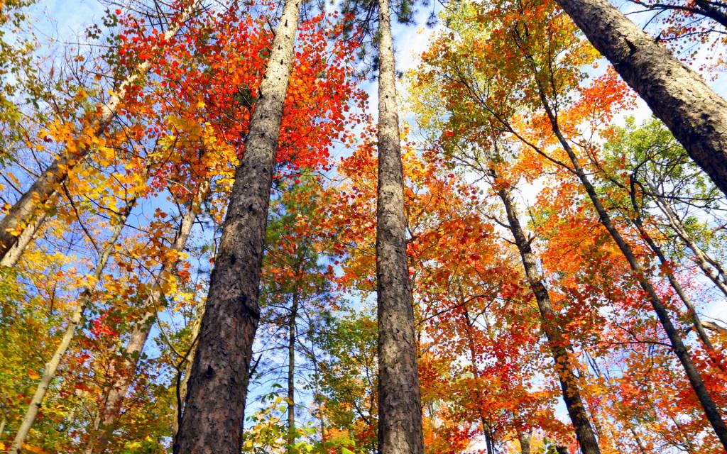 安大略省,树木,加拿大,秋天,叶子,深红色
