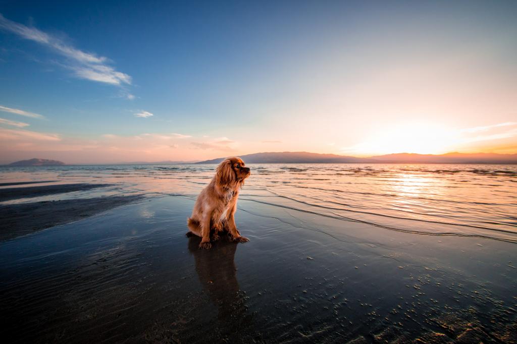 棕褐色英语可卡犬狗坐在白色的云海蓝天下的海边附近高清壁纸