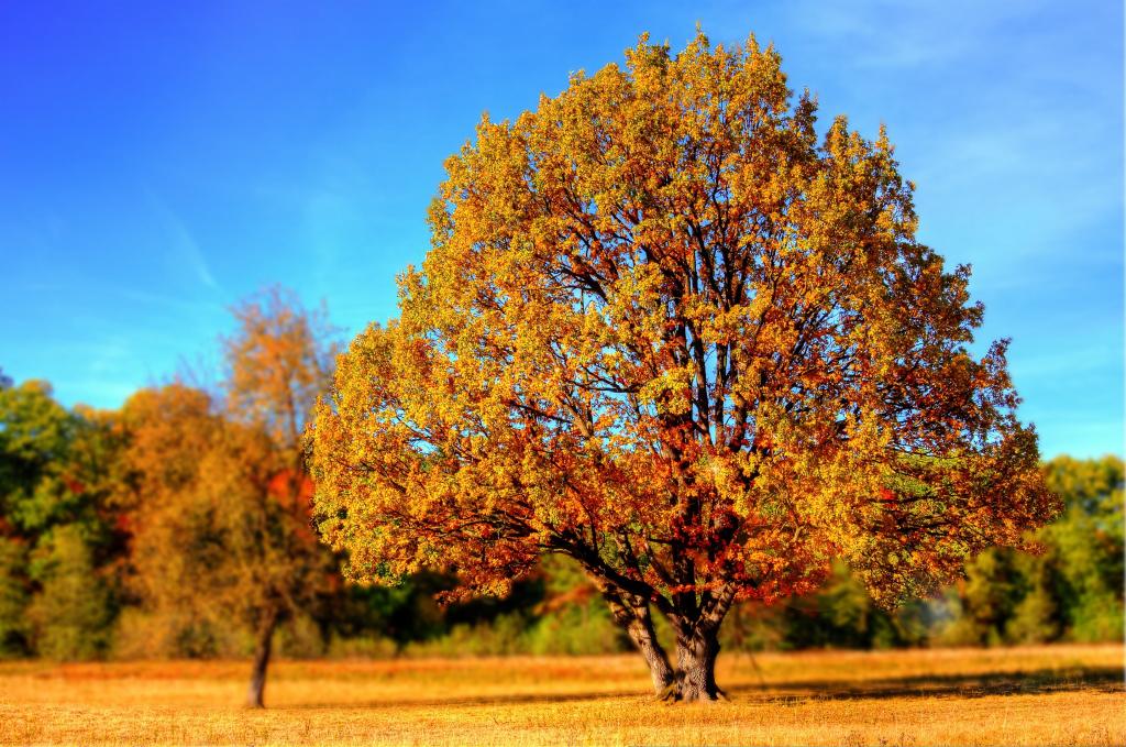 高槭树在风景摄影的棕色草的HD墙纸