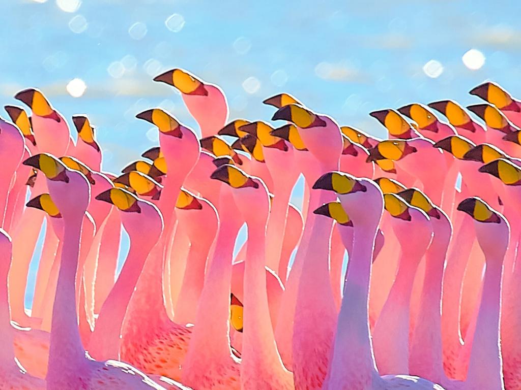 野生动物摄影组的火烈鸟,火烈鸟,玻利维亚高清壁纸
