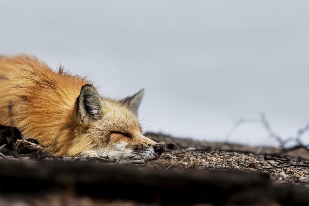 枪口,狐狸,睡觉