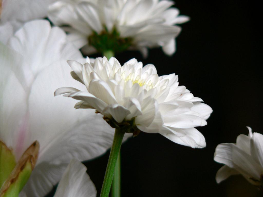 关闭白色菊花花,亚历山大高清壁纸的照片