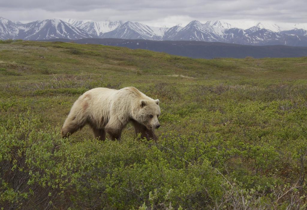 灰熊在山附近的草地上,灰熊,熊属类arctos高清壁纸