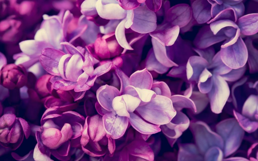 春天,丁香,开花,丁香,开花,紫色,春天,鲜花