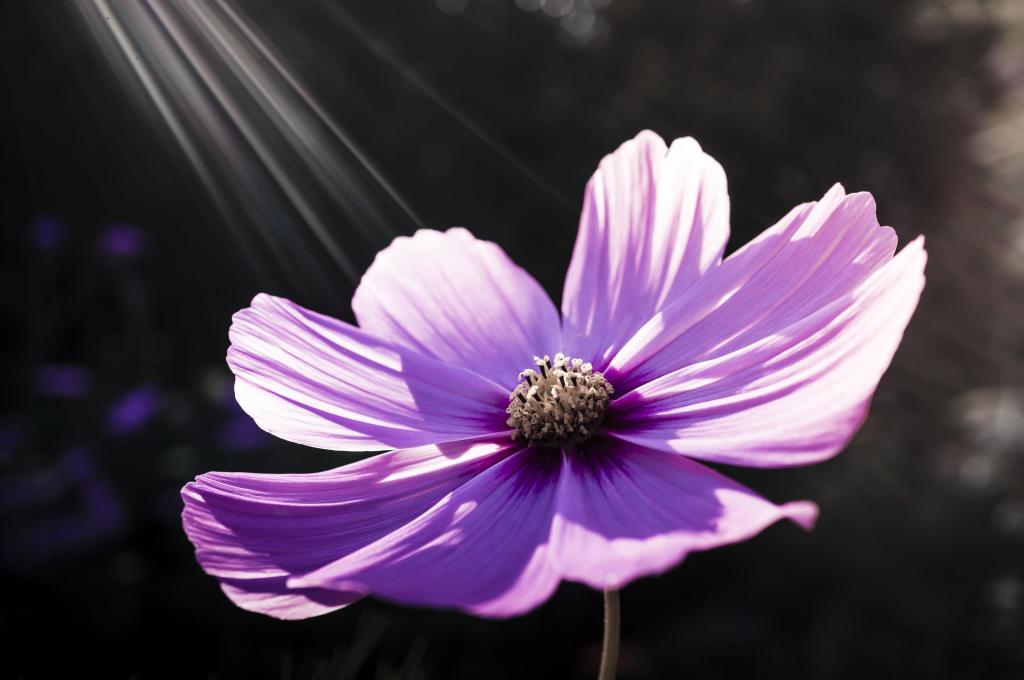 紫色的花在白天时间高清壁纸摄影