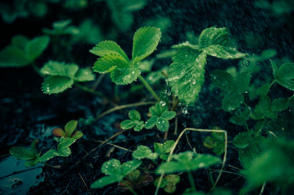 绿色的植物高清壁纸浅焦点摄影