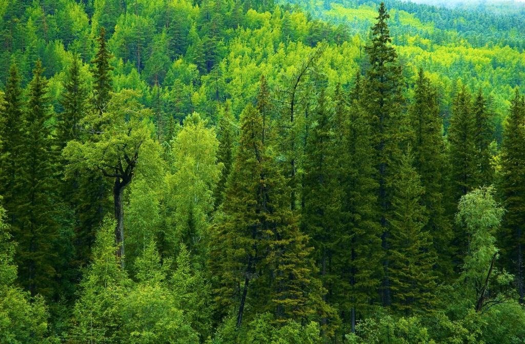 俄罗斯,吃,针叶林,绿党,树木,森林