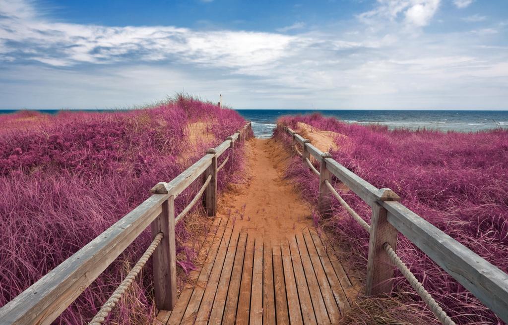 在紫色的花旁边的海旁边的棕色木码头高清壁纸