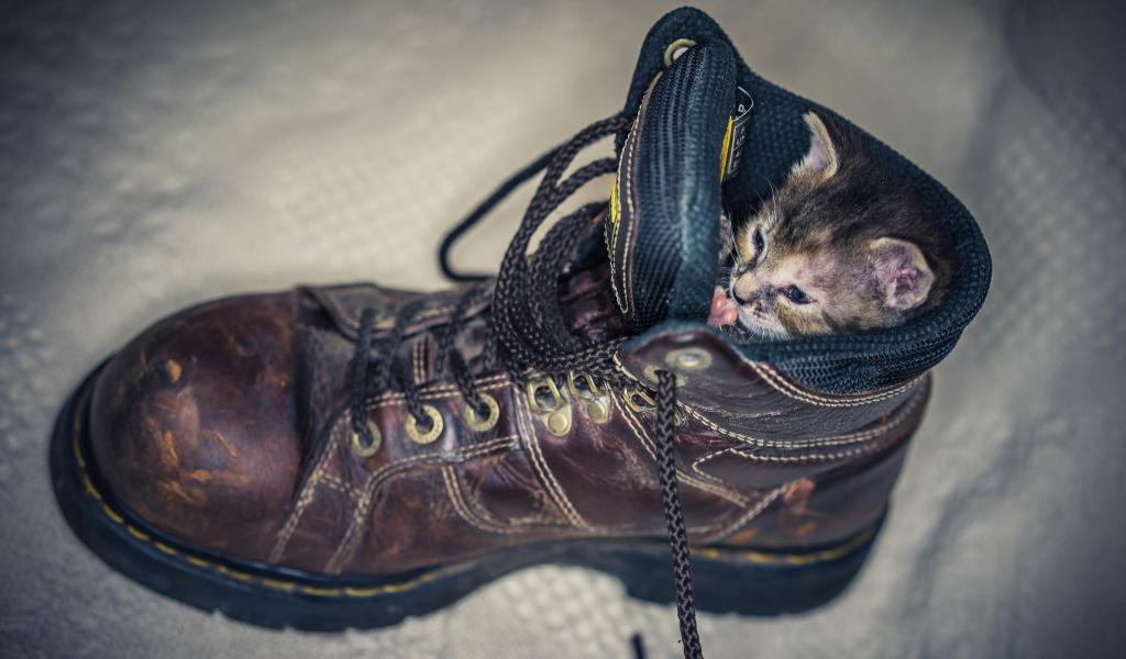 得到,方便,鞋子,鞋带,小猫