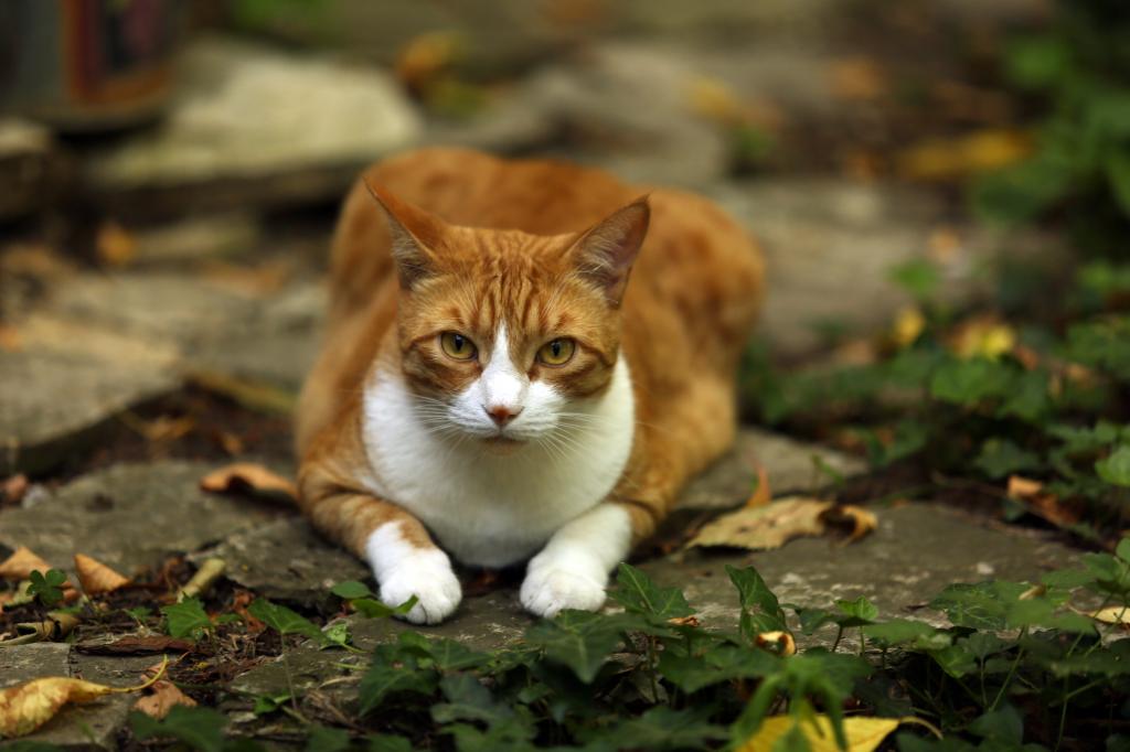 橙色的虎斑猫