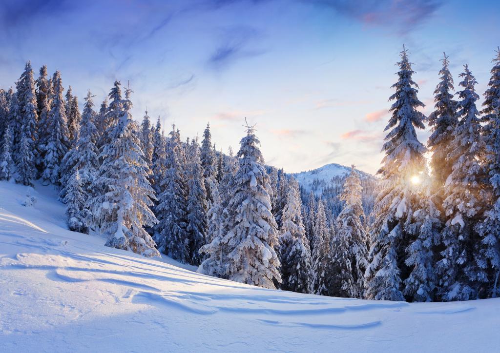 雪,树,山,冬天,自然,树,吃,太阳,天空,景观