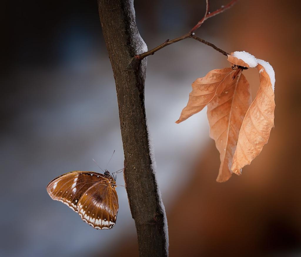 在树枝上的棕色蝴蝶在掀动转变镜头摄影高清壁纸