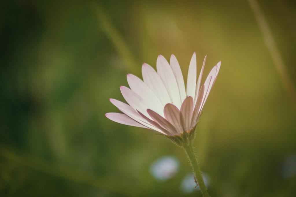粉红Osteospermum选择性焦点照片,雏菊高清壁纸