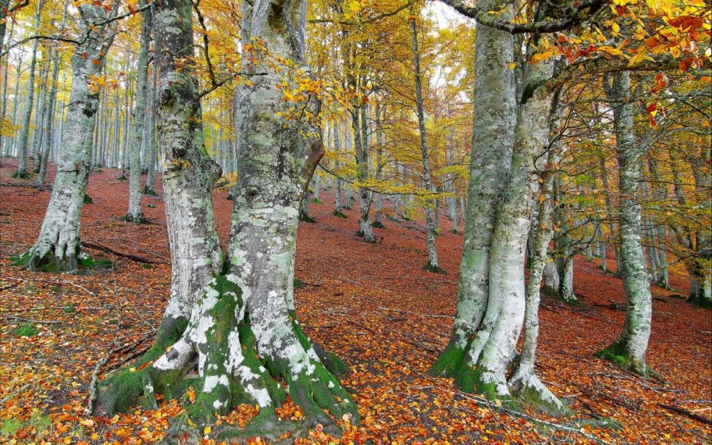 壁纸坡,山,树,秋天,森林,树叶