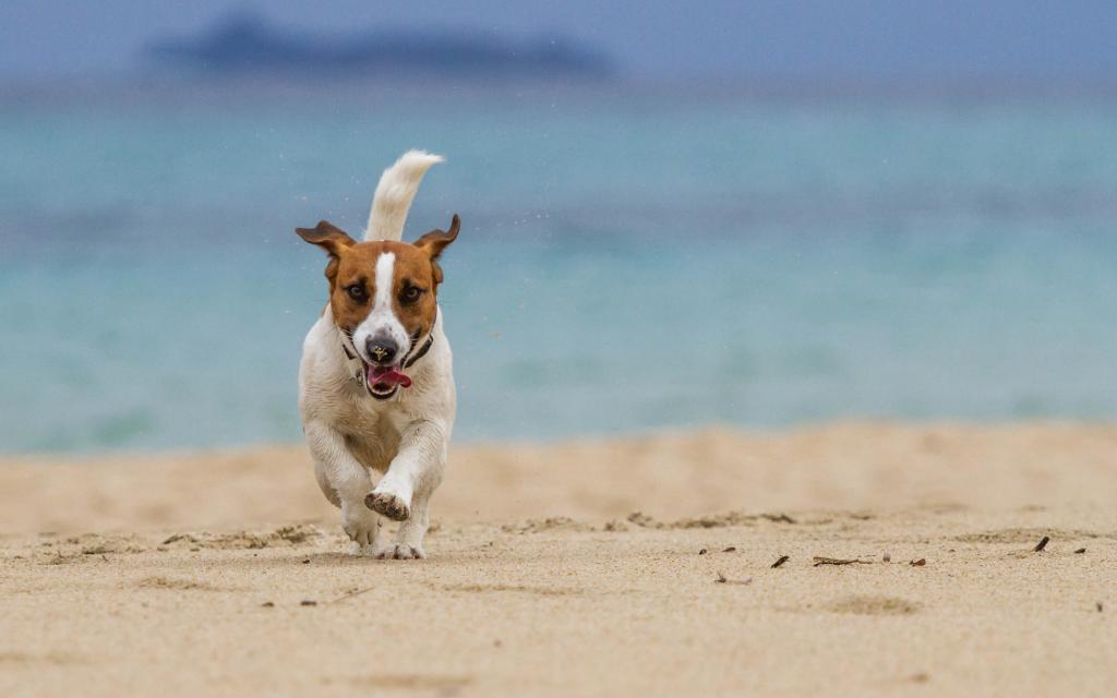 狗,海,跑步,海滩