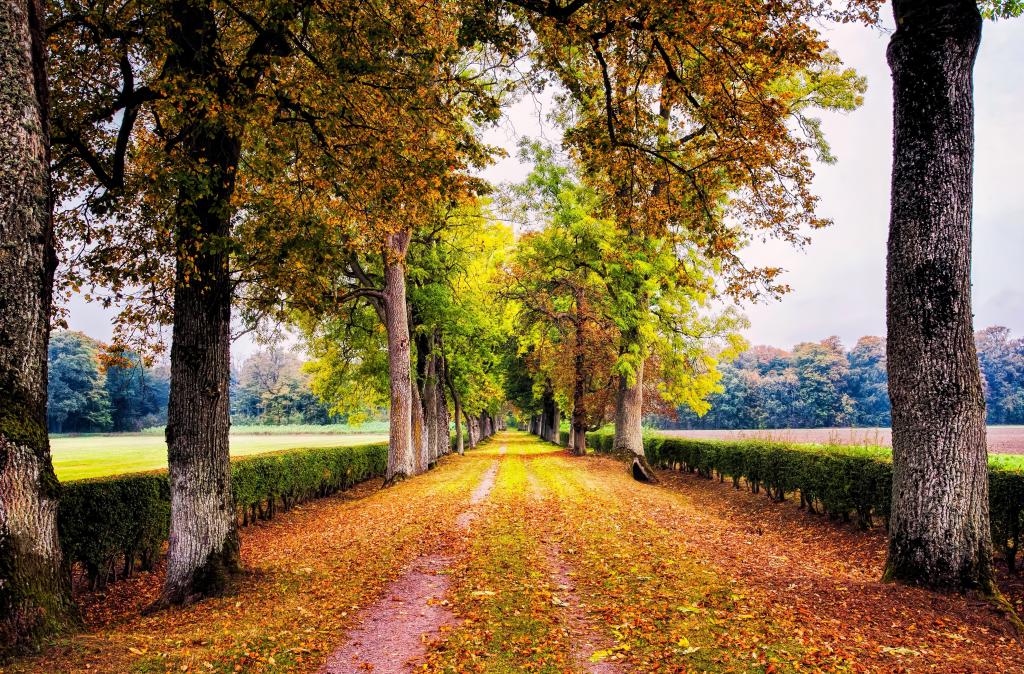壁纸公园,自然,树木,灌木丛,叶子,路,胡同,秋天