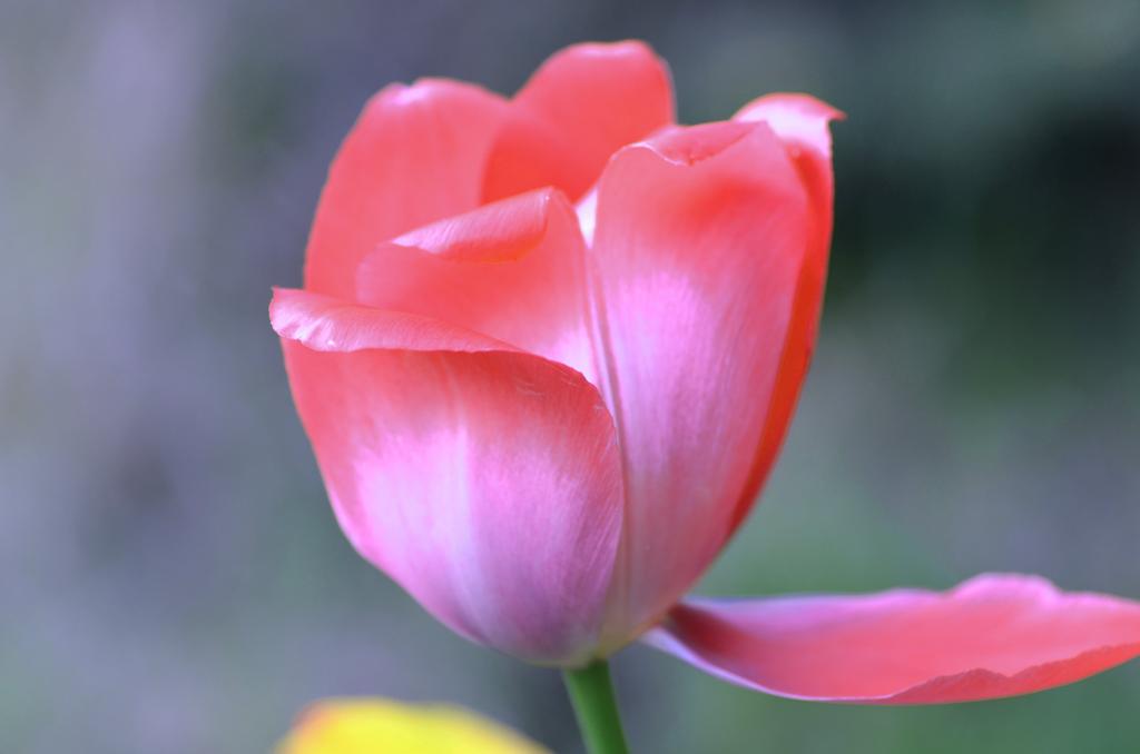 春天开的花粉红色图片