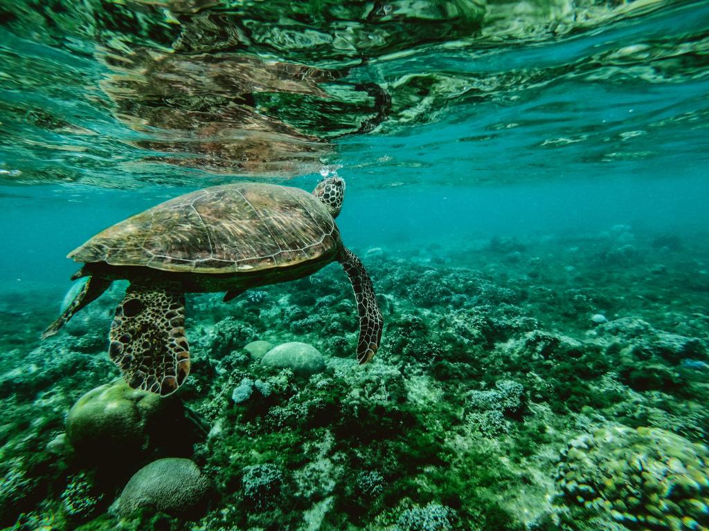 海中的海龟 高清图片 动物 纯色壁纸