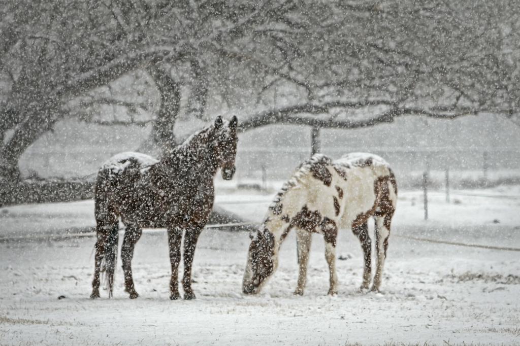 在下雪的天气下的两匹马高清壁纸