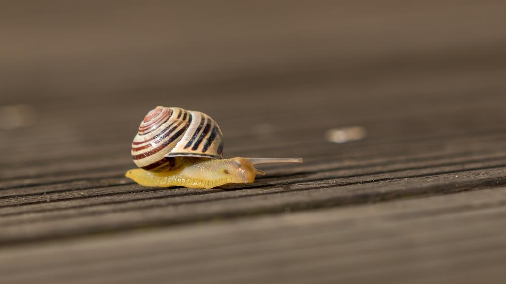 蜗牛在地面上高清壁纸