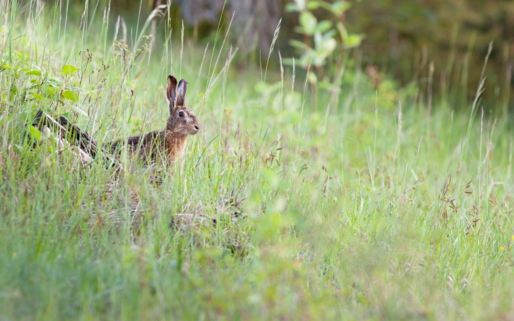 夏天,野兔,自然