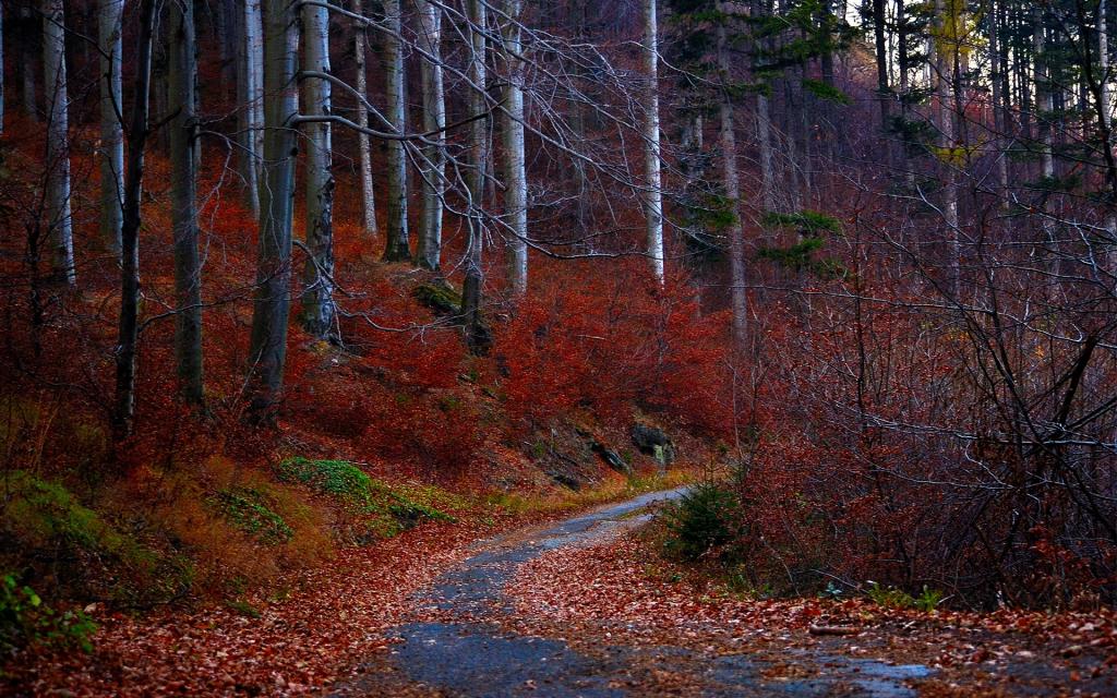 红色,路,树,秋天,森林,叶子