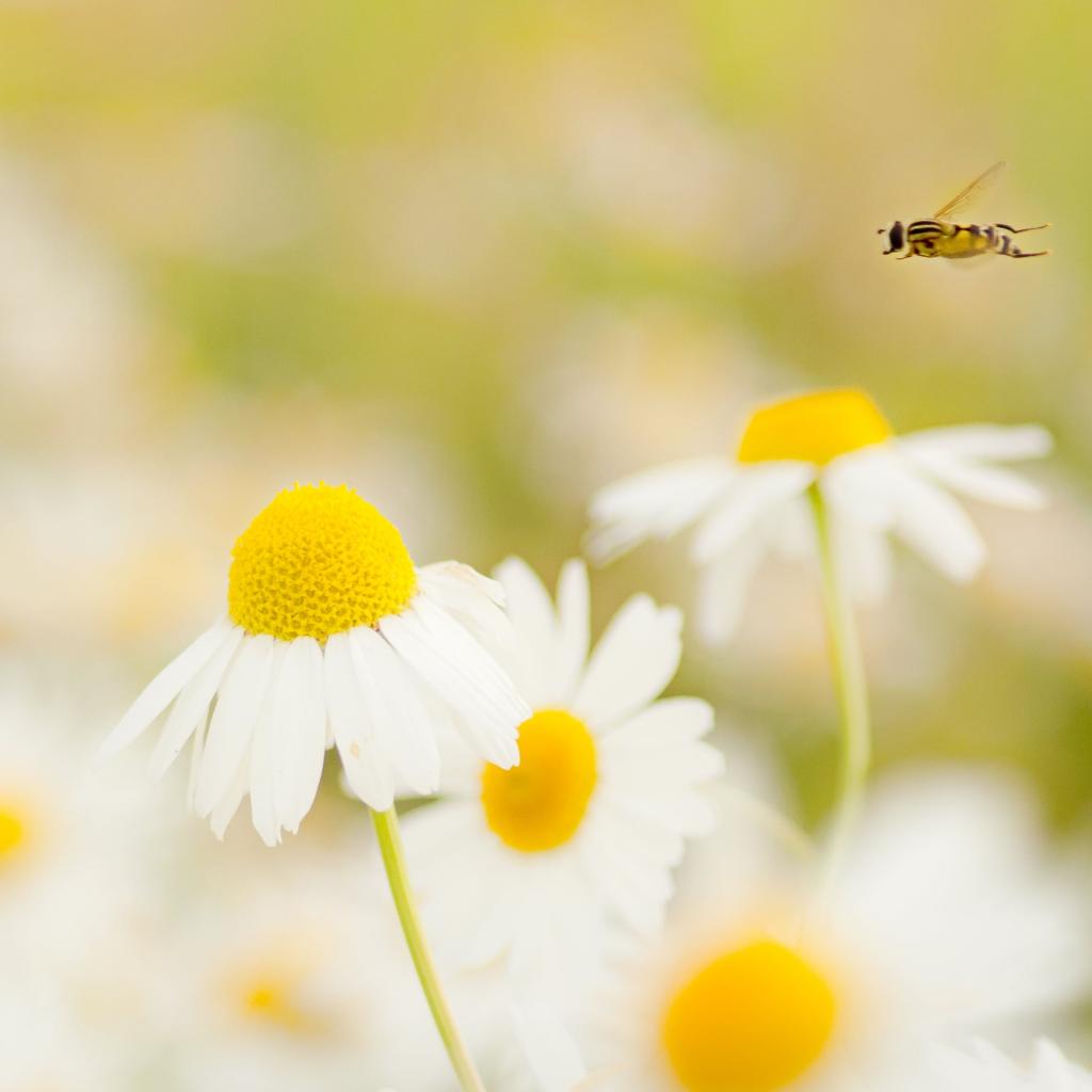 雏菊花和蜜蜂飞行高清壁纸的特写摄影