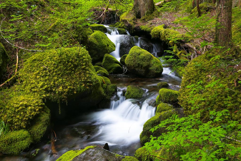 绿树之间的瀑布摄影,雷尼尔山国家公园高清壁纸