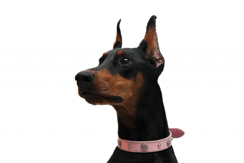 杜宾犬,白色背景,黑色和棕褐色,粉红色的衣领